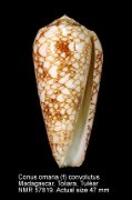 Conus omaria (f) convolutus